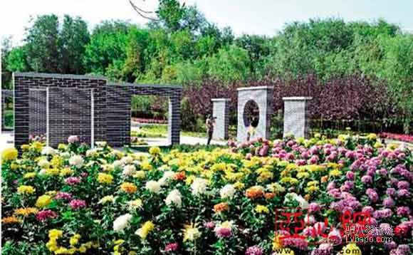 乌鲁木齐市植物园20万盆菊花
