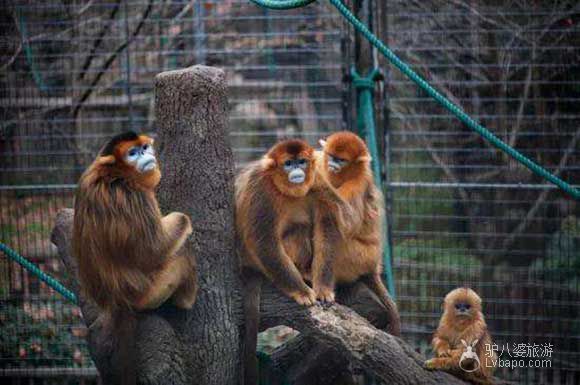 上海动物园-金丝猴哥