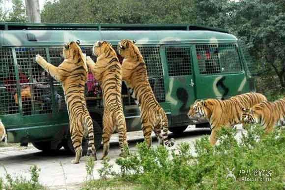 深圳野生动物园游客-老虎
