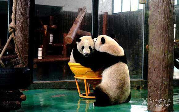 上海动物园-大熊猫