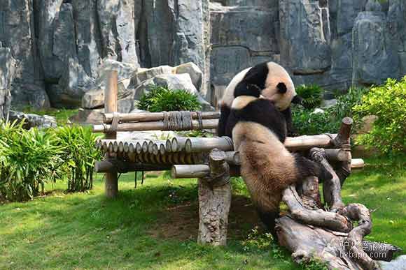 深圳野生动物园大熊猫