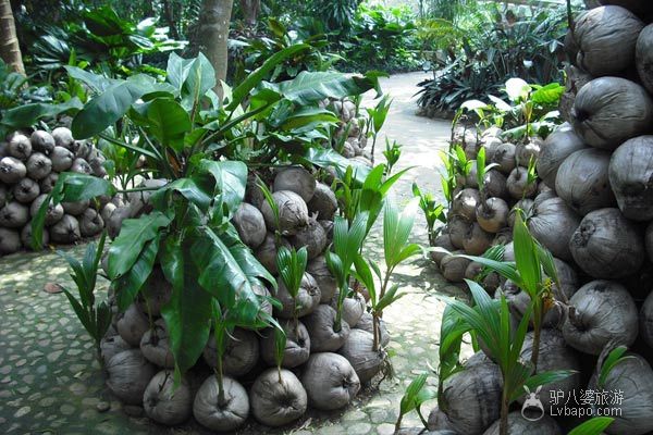 兴隆热带植物园